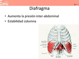 Diafragma
• Aumenta la presión inter-abdominal
• Estabilidad columna
 