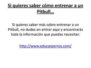 Si quieres saber cómo entrenar a un
              Pitbull…

   Si quieres saber más sobre entrenar a un
Pitbull, no dudes en entrar aquí y encontrarás
  toda la información que puedas necesitar:

       http://www.educarperros.com/
 