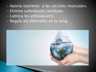  Aporta nutrients a les cel.lules musculars.
 Elimina substàncies residuals.
 Lubrica les articulacions.
 Regula els electrolits en la sang.
 