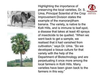 Highlighting the importance of
preserving the local varieties, Dr. S.
Uma, Principal Scientist of the Crop
Improvement Div...