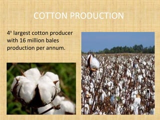 COTTON PRODUCTION
4th
largest cotton producer
with 16 million bales
production per annum.
 
