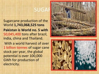 SUGARCANE
Sugarcane production of the
World 1,743,068,525 tons
Pakistan is World no. 5 with
50,045,400 tons after brazil,
india, china and Thailand.
With a world harvest of over
1 billion tonnes of sugar cane
stock per year, the global
potential is over 100,000
GWh for production of
electricity.
 