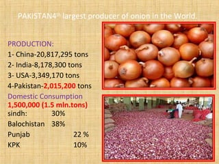 PAKISTAN4th
largest producer of onion in the World.
PRODUCTION:
1- China-20,817,295 tons
2- India-8,178,300 tons
3- USA-3,349,170 tons
4-Pakistan-2,015,200 tons
Domestic Consumption
1,500,000 (1.5 mln.tons)
sindh: 30%
Balochistan 38%
Punjab 22 %
KPK 10%
 
