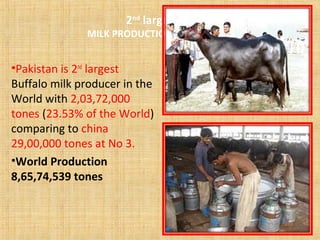 2nd
largest
MILK PRODUCTION PAKISTAN
•Pakistan is 2nd
largest
Buffalo milk producer in the
World with 2,03,72,000
tones (23.53% of the World)
comparing to china
29,00,000 tones at No 3.
•World Production
8,65,74,539 tones
 
