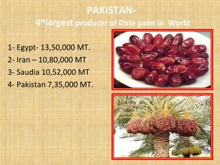 PAKISTAN-
4th
largest producer of Date palm in World
1- Egypt- 13,50,000 MT.
2- Iran – 10,80,000 MT
3- Saudia 10,52,000 MT
4- Pakistan 7,35,000 MT.
 