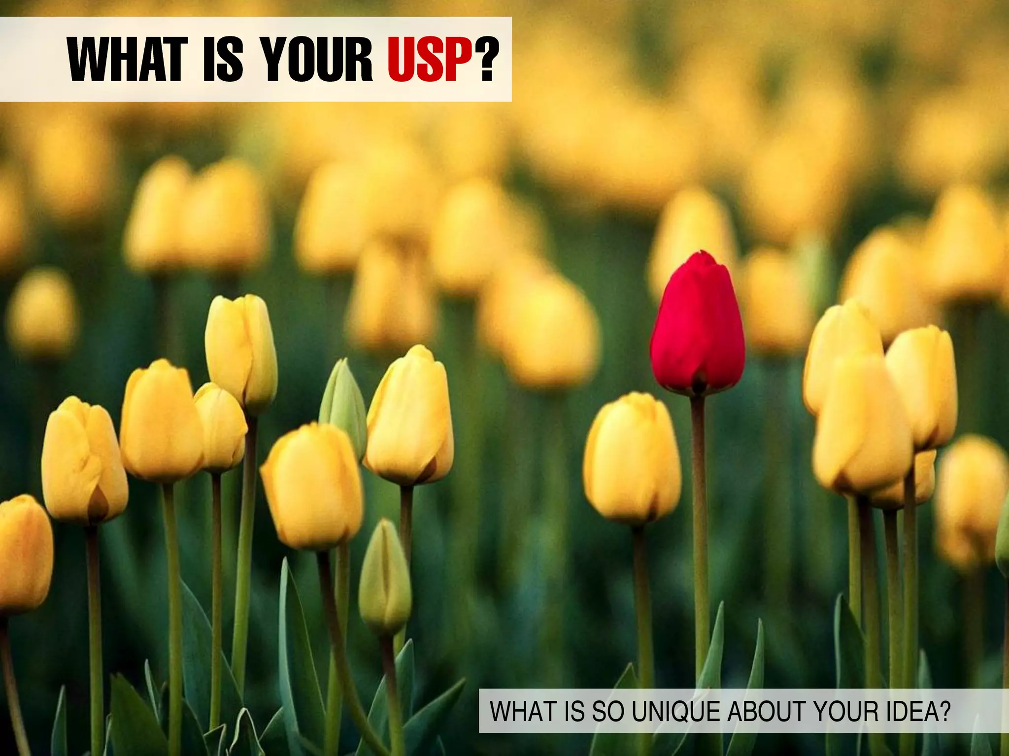 WHAT IS SO UNIQUE ABOUT YOUR IDEA?
 