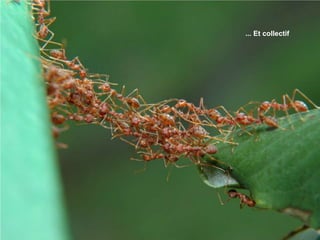 ... Et collectif
 
