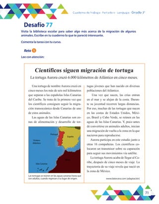 71
Cuaderno de trabajo - Período 3 - Lenguaje - 2° básicoCuaderno de trabajo - Período 4 - Lenguaje - Grado 3°
Comenta la tarea con tu curso.
Lee con atención:
Visita la biblioteca escolar para saber algo más acerca de la migración de algunos
animales. Escribe en tu cuaderno lo que te pareció interesante.
Una tortuga de nombre Aurora cruzó en
cinco meses los más de seis mil kilómetros
que separan a las españolas Islas Canarias
del Caribe. Se trata de la primera vez que
los científicos consiguen seguir la migra-
ción transoceánica desde Canarias de uno
de estos animales.
Las aguas de las Islas Canarias son zo-
nas de alimentación y desarrollo de tor-
La tortuga Aurora cruzó 6.000 kilómetros de Atlántico en cinco meses.
Científicos siguen migración de tortuga
Las tortugas se reúnen en las aguas canarias hasta que
son adultas, cuando regresan a su lugar de origen. www.latercera.com (adaptación)
tugas jóvenes que han nacido en diversas
poblaciones del Atlántico.
Una vez que nacen, las crías entran
en el mar y se alejan de la costa. Duran-
te su juventud recorren largas distancias.
Por eso, muchas de las tortugas que nacen
en las costas de Estados Unidos, Méxi-
co, Brasil y Cabo Verde, se reúnen en las
aguas de las Islas Canarias. Y, poco antes
de convertirse en animales adultos, inician
una migración de vuelta a la zona en la que
nacieron para reproducirse.
Aurora participa en este estudio junto a
otras 16 compañeras. Los científicos co-
locaron un transmisor sobre su caparazón
para seguir sus movimientos vía satélite.
La tortuga Aurora acaba de llegar al Ca-
ribe, después de cinco meses de viaje. La
trayectoria de su viaje revela que nació en
la zona de México.
Desafío 77
Reto 1
 