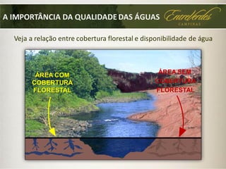 Veja a relação entre cobertura florestal e disponibilidade de água
ÁREA COM
COBERTURA
FLORESTAL
ÁREA SEM
COBERTURA
FLORESTAL
A IMPORTÂNCIA DA QUALIDADE DAS ÁGUAS
 
