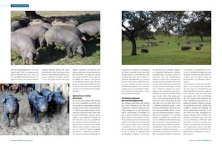 › AGRICULTURA

uma boa oportunidade para se virar essa
“página negra”. Aliás, esta equipa que nos
governa desde há dois anos, para isso
tem contribuído. Tem havido, de facto, da
parte do Governo uma postura substan-

cialmente diferente daquele que existia
anteriormente. Temos visto da parte deste
Governo muita vontade de ajudar na promoção e a dignificar a produção agrícola.
E este é um registo que faço com muito

agrado», respondeu Luís Marques, para
adiantar ainda que comparativamente ao
governo anterior «há agora uma interlocução muito mais fácil e há uma procura
de trabalho em conjunto e uma procura
de entendimento muito maior. Há uma
postura substancialmente diferente deste
ministério, relativamente aos ministérios
anteriores, um entendimento da realidade
nacional».
Aproveitar os ventos
favoráveis
Há um ano atrás, quando entrevistámos
em Évora o presidente da ANCPA, este
não escondia a sua preocupação perante a
crise que estava a afetar o setor suinícola.
«E continuo preocupado, embora o panorama do mercado seja agora muito mais
favorável. Aconteceram coisas que deram
origem a essa melhoria da situação do
setor. Uma tem a ver com a persistência
dos produtores de Porco Alentejano, que
depois de terem estado três anos a perder
dinheiro ainda conseguem chegar a 2013
com um produto de grande qualidade
para oferecer e, finalmente, retomou níveis de preço relativamente satisfatórios e

48 › País €conómico | Dezembro 2013

suficientes para assegurar a normalização
dos fatores e permitir ao setor que tenha
margem positiva e não deficitária como
acontecia. Por outro lado os fatores de
produção, nomeadamente os concentrados, têm vindo a descer significativamente o preço, o que faz com que os custos de
produção baixe alguma coisa e, como tal, a
margem possa ser um bocadinho melhor.
Isto no porco em termos gerais…», salientou o presidente da ANCPA.
Produtores esperam
por portaria importante
Luís Marques aproveitaria para lembrar
que o Porco Alentejano é um setor com
características especiais dentro da suinicultura portuguesa. «E o Porco Alentejano
precisa urgentemente, à semelhança do
que se passa em Espanha, da publicação
dum normativo dos produtos de Porco
Preto, ou seja, precisa de uma portaria que
regule o setor. Sabemos que esta portaria
está no bom caminho e não escondo que
os produtores estão ansiosos para que
ela seja publicada quanto antes. Estamos
a falar da Portaria de Regulamentação
da Designação Comercial – Porco Preto,

que permitirá que os produtos cheguem
ao consumidor devidamente rotulados,
garantindo quer a raça quer o regime de
exploração. Com esta regulamentação
saberemos através dessa rotulagem que
estamos perante um produto Porco Preto
oriundo da Raça Alentejana. Esta portaria
vai repor junto do consumidor a verdade,
que é o rótulo ou a etiqueta, e ao mesmo
tempo vai dar instrumentos para que as
atividades económicas fiscalizem aquilo
que é ou não é Porco Preto, já que assistimos a uma utilização abusiva da designação Porco Preto e de produtos que não
têm nada a ver com Porco Preto. E isto
é altamente prejudicial, porque o setor
tem custos de produção muito mais altos,
tem uma especificidade própria e vive de
uma raça autóctone portuguesa. Estamos
fartos de ser usurpados e o consumidor
também. E a ANCPA tem marcado o ano
de 2013, trabalhando afincadamente para
que esta portaria, e não gostaríamos chegar ao final de 2013 sem que esta portaria
seja publicada. Vamos pois acreditar que
isso aconteça», detalhou Luís Marques.
Também há um ano atrás em entrevista à
P€, o presidente da ANCPA manifestava

a sua tristeza e preocupação por estar a
assistir ao abandono de alguns dos seus
associados. Será que esta situação favorável para o setor irá inverter o rumo dos
acontecimentos? Luís Marques reagiu à
questão.
«Nesta situação é muito mais fácil abandonar do que retomar, mas reconheço
que existe agora um enquadramento que
poderá entusiasmar as pessoas a regressarem à atividade, o que seria ótimo. Mas
esse regresso não é feito sem dificuldades. Por exemplo, neste momento não
temos reprodutores para pormos à disposição das pessoas. Estamos a precisar
de animais para que toda a gente possa
trabalhar e animais para responder aos
nossos compromissos comerciais. É que
nesta altura não temos reprodutores em
número suficiente. Nunca tínhamos passado por uma situação como esta, a não
ser nos primórdios da ANCPA, há vinte
anos atrás», recordou o presidente Luís
Marques, acrescentando entretanto que
«há condições para a retoma, e uma delas
é a colocação em vigor da Portaria de Regulamentação da Designação Comercial –
Porco Preto». ‹

Dezembro 2013 | País €conómico › 49

 