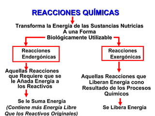 REACCIONES QUÍMICAS Reacciones Endergónicas Aquellas Reacciones que Requiere que se le Añada Energía a los Reactivos Aquellas Reacciones que Liberan Energía cono Resultado de los Procesos Químicos Se le Suma Energía (Contiene más Energía Libre Que los Reactivos Originales) Transforma la Energía de las Sustancias Nutricias A una Forma Biológicamente Utilizable Reacciones Exergónicas Se Libera Energía 