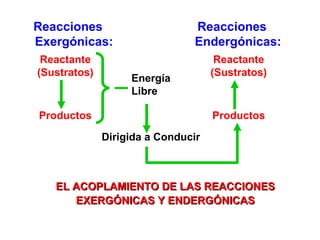 Reacciones   Exergónicas: Reactante (Sustratos) Dirigida a Conducir Reacciones Endergónicas: Productos Energía Libre Reactante (Sustratos) Productos EL ACOPLAMIENTO DE LAS REACCIONES EXERGÓNICAS Y ENDERGÓNICAS 