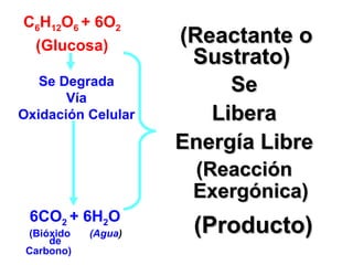 C 6 H 12 O 6  + 6O 2 (Glucosa) Se Degrada Vía Oxidación Celular 6CO 2  + 6H 2 O (Bióxido de Carbono) (Agua ) (Reactante o Sustrato) (Producto) Se Libera Energía Libre (Reacción Exergónica) 