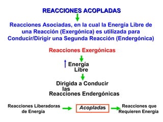 REACCIONES ACOPLADAS Reacciones Exergónicas Energía Libre Reacciones Liberadoras de Energía Reacciones Asociadas, en la cual la Energía Libre de una Reacción (Exergónica) es utilizada para Conducir/Dirigir una Segunda Reacción (Endergónica) Dirigida a Conducir las Reacciones Endergónicas Acoplada s Reacciones que Requieren Energía 