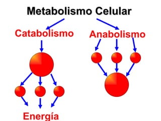 Metabolismo Celular Catabolismo Anabolismo Energía 