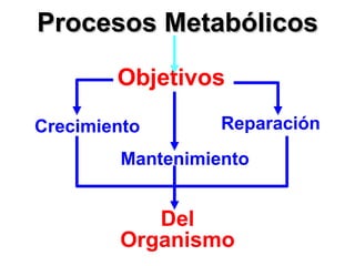 Procesos Metabólicos Objetivos Del Organismo Mantenimiento Reparación Crecimiento 