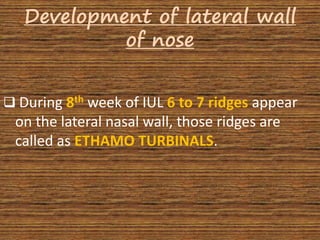 ENT about DEVELOPMENT OF NOSE | PPTX