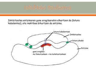 Inhibitzailea entzimaren gune eragilearekin elkartzen da (lotura kobalentez), eta inaktiboa bihurtzen da entzima. 
 