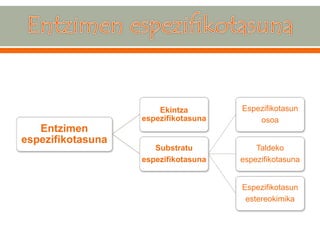 Entzimen espezifikotasuna 
Ekintza espezifikotasuna 
Substratu 
espezifikotasuna 
Espezifikotasun osoa 
Taldeko 
espezifikotasuna 
Espezifikotasun estereokimika  