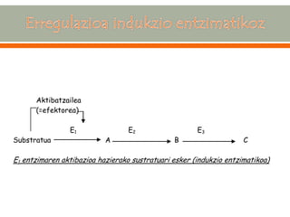 Aktibatzailea (=efektorea) E1 E2 E3 Substratua A B C E1 entzimaren aktibazioa hazierako sustratuari esker (indukzio entzimatikoa)  