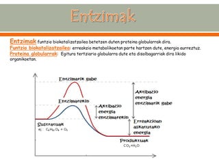 Entzimak funtzio biokatalizatzailea betetzen duten proteina globularrak dira. 
Funtzio biokatalizatzailea: erreakzio metabolikoetan parte hartzen dute, energia aurreztuz. 
Proteina globularrak: Egitura tertziario globularra dute eta disolbagarriak dira likido organikoetan.  