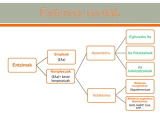 Entzimak 
Sinpleak 
(ΣAa) 
Konplexuak 
(ΣAa)+ beste konposatuak 
Apoentzima 
Egiturazko Aa 
Aa finkatzaileak 
Aa katalizatzaileak 
Kofaktorea 
Molekula inorganikoa: 
Oligoelementuak 
Molekula organikoa (Koentzima): 
NAD, NADP, CoA, ATP,…  