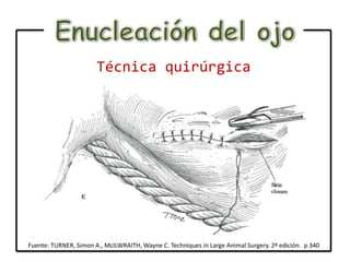 Técnica quirúrgica




Fuente: TURNER, Simon A., McILWRAITH, Wayne C. Techniques in Large Animal Surgery. 2ª edición. p 340
 