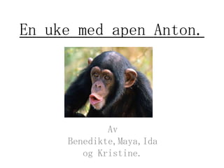 En uke med apen Anton. AvBenedikte,Maya,Ida og Kristine.  