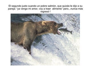 El segundo justo cuando un pobre salm ón, que quizás le dijo a su pareja: “ya vengo mi amor, voy a traer  alimento” pero...nunca más regresó ! 
