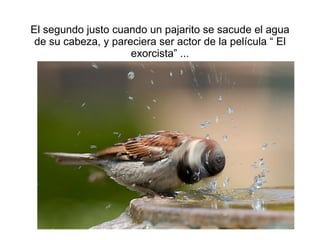 El segundo justo cuando un pajarito se sacude el agua de su cabeza, y pareciera ser actor de la pel ícula “ El exorcista” ... 