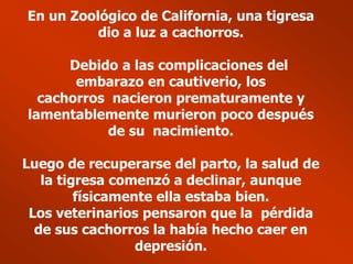 En un Zoológico de California, una tigresa
          dio a luz a cachorros.

      Debido a las complicaciones del
       embarazo en cautiverio, los
  cachorros nacieron prematuramente y
lamentablemente murieron poco después
           de su nacimiento.

Luego de recuperarse del parto, la salud de
   la tigresa comenzó a declinar, aunque
         físicamente ella estaba bien.
 Los veterinarios pensaron que la pérdida
  de sus cachorros la había hecho caer en
                  depresión.
 