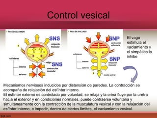 Control vesical

                                                                          El vago
                                                                          estimula el
                                                                          vaciamiento y
                                                                          el simpático lo
                                                                          inhibe




Mecanismos nerviosos inducidos por distensión de paredes. La contracción se
acompaña de relajación del esfínter interno.
El esfínter externo es controlado por voluntad, se relaja y la orina fluye por la uretra
hacia el exterior y en condiciones normales, puede contraerse voluntaria y
simultáneamente con la contracción de la musculatura vesical y con la relajación del
esfínter interno, e impedir, dentro de ciertos límites, el vaciamiento vesical.
 