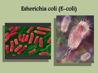 Esherichia coli (E-coli) 
 