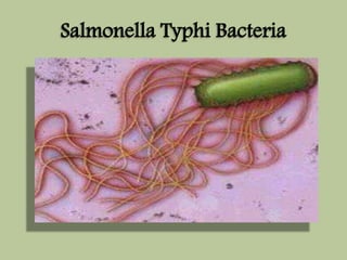 Salmonella Typhi Bacteria 
 