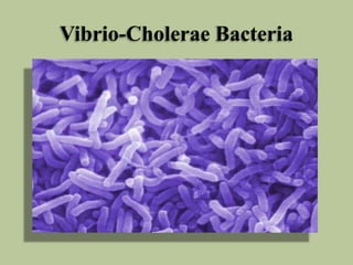 Vibrio-Cholerae Bacteria 
 