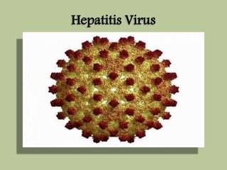 Hepatitis Virus 
 