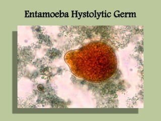 Entamoeba Hystolytic Germ 
 