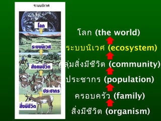 สิ่งมีชีวิต (organism)
ครอบครัว (family)
ประชากร (population)
กลุ่มสิ่งมีชีวิต (community)
 ระบบนิเวศ (ecosystem)
โลก (the world)
 