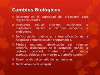 Cambios Biológicos
 Deterioro en la capacidad del organismo para
  regenerar células.
 Respuesta   celular     ausente,  insuficiente    o
  inadaptada, debida      a factores exógenos       y
  endógenos.
 Déficit celular, debido a la intensificación de la
  Apoptosis (muerte celular programada).
 Pérdida neuronal, disminución del volumen
  cerebral, disminución de la sustancia blanca, la
  corteza     cerebral    frontal   y     el    cuerpo
  estriado, debidos a la muerte y/o atrofia celular.
 Disminución del tamaño de las neuronas.
 Declinación de la sinapsis.
 