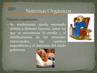 Sistema respiratorio
 Su rendimiento queda mermado
debido a diversos factores, entre los
que se encuentran la atrofia y el
debilitamiento de los músculos
intercostales, los cambios
esqueléticos y el deterioro del tejido
pulmonar.
 