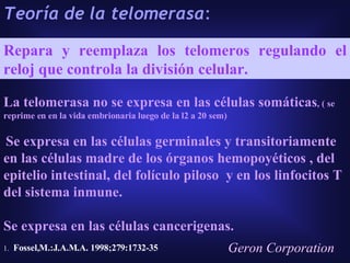 Teoría de la telomerasa :   Geron Corporation La telomerasa no se expresa en las células somáticas , ( se reprime en en la vida embrionaria luego de la l2 a 20 sem) Se expresa en las células germinales y transitoriamente en las células madre de los órganos hemopoyéticos , del epitelio intestinal, del folículo piloso  y en los linfocitos T del sistema inmune. Se expresa en las células cancerigenas. Repara y reemplaza los telomeros regulando el reloj que controla la división celular. 1.       Fossel,M.:J.A.M.A. 1998;279:1732-35 