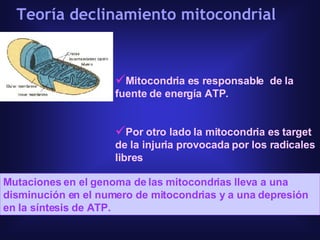 Mitocondria es responsable  de la fuente de energía ATP.  Por otro lado la mitocondria es target de la injuria provocada por los radicales libres Teoría declinamiento mitocondrial Mutaciones en el genoma de las mitocondrias   lleva a una disminución en el numero de mitocondrias y a una depresión en la síntesis de ATP.  