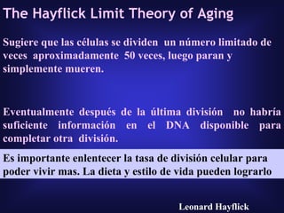 Sugiere que las células se dividen  un número limitado de veces  aproximadamente  50 veces, luego paran y simplemente mueren.  Eventualmente después de la última división  no habría suficiente información en el DNA disponible para completar otra  división. Relac a Teoría genetica, radicales libres, Cross linking o neuroendocrina The Hayflick Limit Theory of Aging Leonard Hayflick Es importante enlentecer la tasa de división celular para poder vivir mas. La dieta y estilo de vida pueden lograrlo 