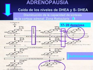 ADRENOPAUSIA Caída de los niveles de DHEA y S- DHEA Disminución de la capacidad de síntesis  de la corteza adrenal  Zona Reticularis  5 17- 20 demolasa Sulfotransferasa 