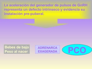 La aceleración del generador de pulsos de GnRH representa un defecto intrínseco y evidencia su instalación pre-puberal. Bebes de bajo Peso al nacer ADRENARCA EXAGERADA PCO 
