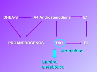 DHEA-S  A4 Androstenodiona  E1 PROANDROGENOS  T=O  E2 Aromatasa Camino metabólico 