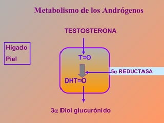 Metabolismo de los Andrógenos T=O DHT=O   TESTOSTERONA 5   REDUCTASA 3   Diol glucurónido Hígado Piel 