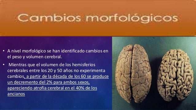 • A nivel morfológico se han identificado cambios en
el peso y volumen cerebral.
• Mientras que el volumen de los hemisfer...