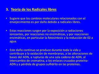 3. Teoria de los Radicales libres
• Sugiere que los cambios moleculares relacionados con el
envejecimiento es por daño debido a radicales libres.
• Estas reacciones surgen por la exposición a radiaciones
ionizantes, por reacciones no enzimáticas, y por reacciones
enzimáticas, en particular la fotosíntesis y la reducción de 02 a
agua.
• Este daño continuo se produce durante toda la vida y
contribuye a la oxidación de membranas, a las alteraciones de
bases del ADN, a rupturas de una sola cadena de ADN, al
intercambio de cromatina, a los enlaces cruzados proteína-
ADN y a pérdida de grupos sulfidrilo en las proteínas.
 