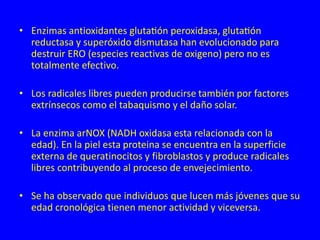 • Enzimas antioxidantes glutatión peroxidasa, glutatión
reductasa y superóxido dismutasa han evolucionado para
destruir ERO (especies reactivas de oxigeno) pero no es
totalmente efectivo.
• Los radicales libres pueden producirse también por factores
extrínsecos como el tabaquismo y el daño solar.
• La enzima arNOX (NADH oxidasa esta relacionada con la
edad). En la piel esta proteina se encuentra en la superficie
externa de queratinocitos y fibroblastos y produce radicales
libres contribuyendo al proceso de envejecimiento.
• Se ha observado que individuos que lucen más jóvenes que su
edad cronológica tienen menor actividad y viceversa.
 